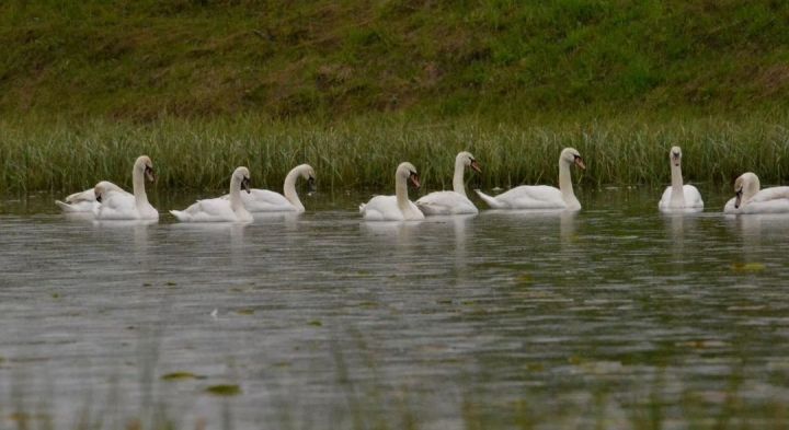Лебеди отдохнули и на плотине Верхний Лащей (ФОТО, ВИДЕО)