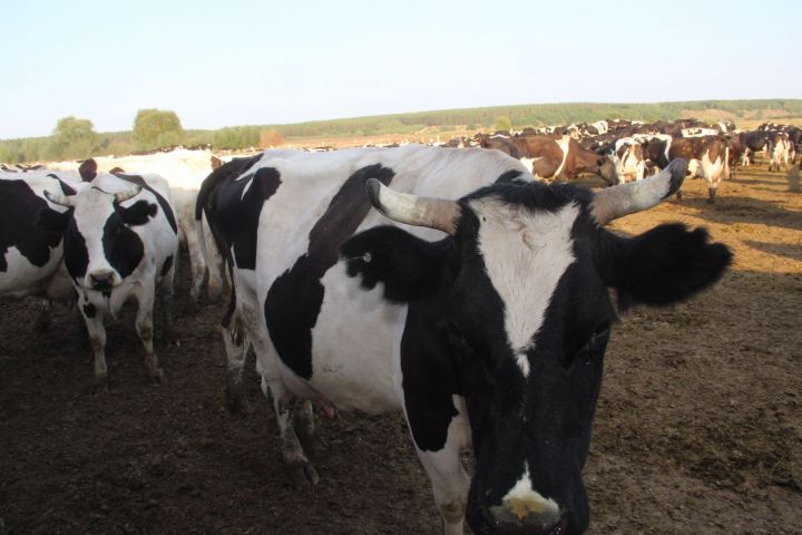 Минсельхоз РТ: в Буинском районе один из наилучших показателей по закупочной цене на молоко