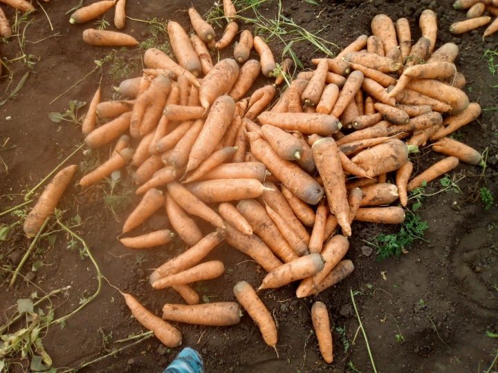 В деревне Аксу Буинского района приступили к уборке моркови