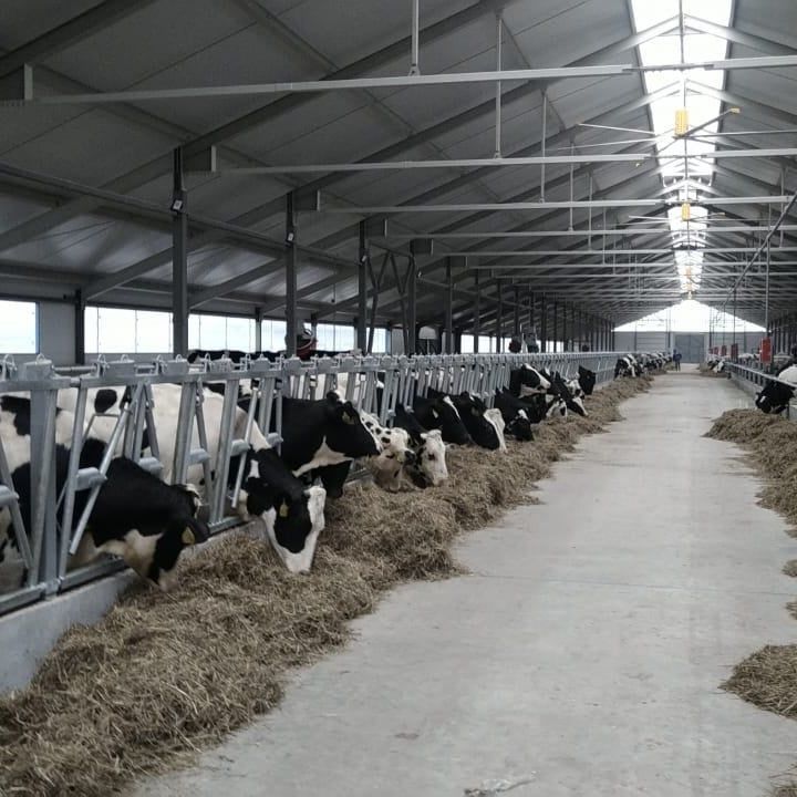 В Буинске коровы из Чехии Их содержат в уникальных условиях (фото, видео)