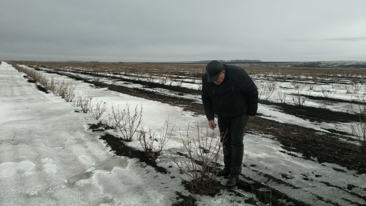 Плантации смородины фермеров Мифтахутдиновых из Буинского района "погрузились в зимний сон"