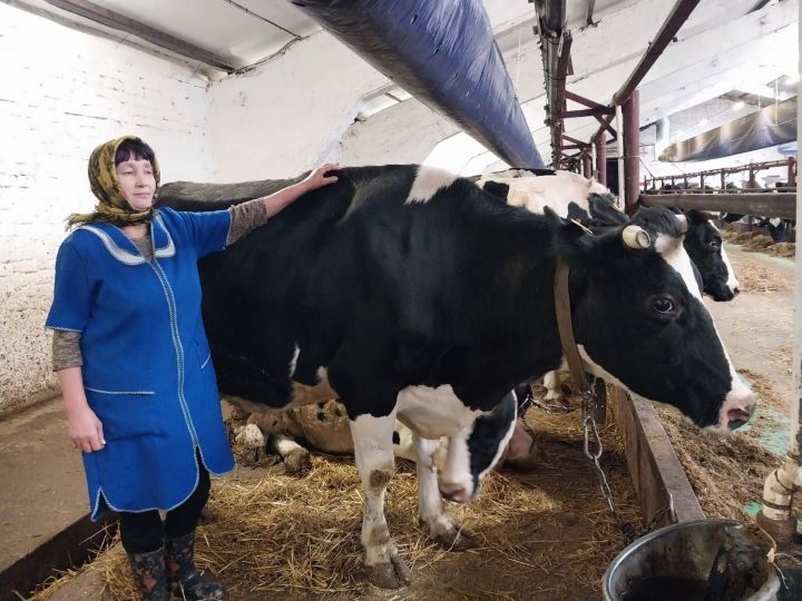В кооперативе «Ембулатово» Буинского района растет объем производства молока.  Расскрываем секрет