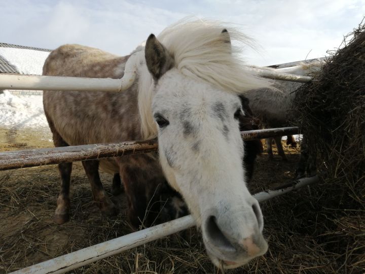 Агротуризм в Буинске: лошади лечат детей (фоторепортаж)