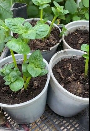 Буинец Мухаррям Мухаметзянов выращиввает рассаду картошки