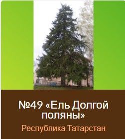 135-летняя ель из Татарстана. Где находится?