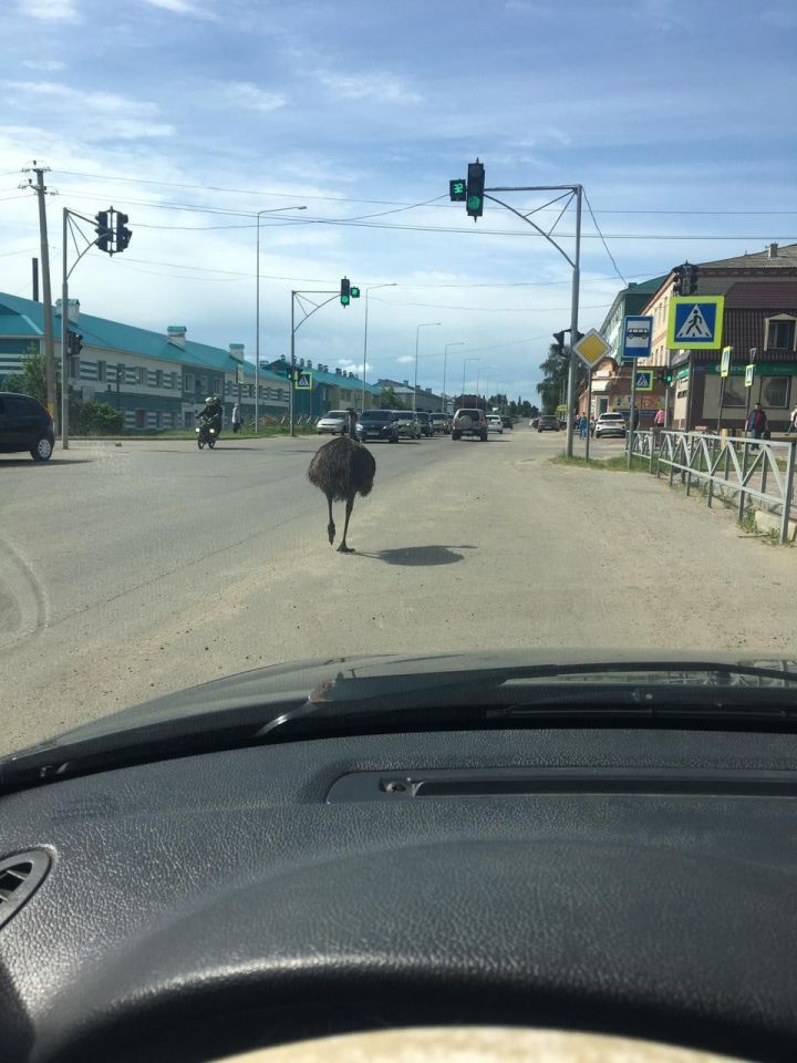 В Буинске непринуждённо прогуливается страус (+фото)