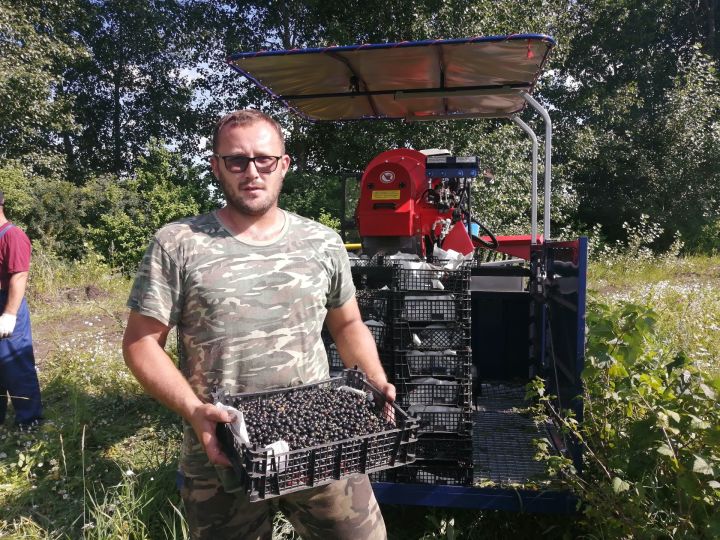 В Буинском районе фермер Руслан Мифтахутдинов  приобрёл машины для сбора смородины. Фото, видео