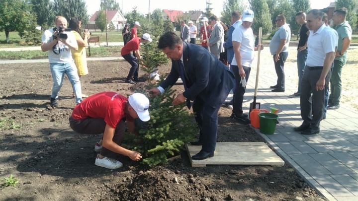 В Буинске глава района и земляки министры посадили  ели (фото, видео)