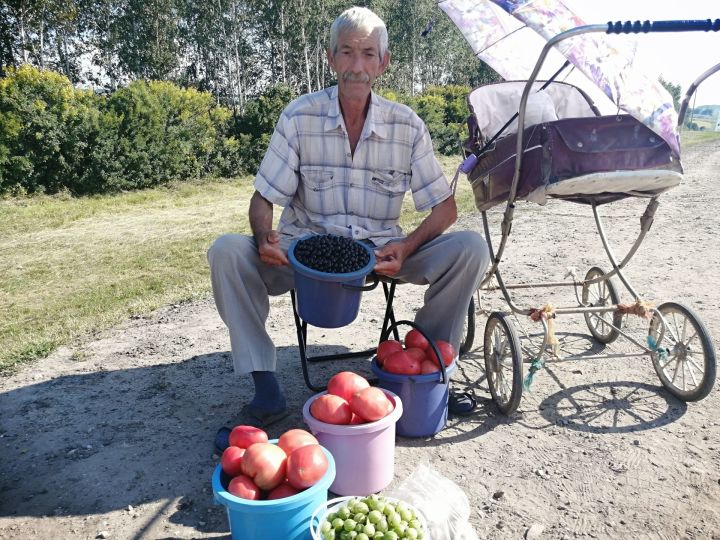 В селе Большое Фролово Буинского района вишня и в этом году не порадовала урожаем (фото, видео)