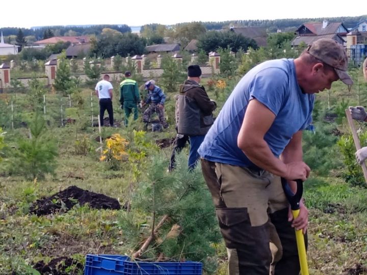 В селе Новые Тинчали Буинского района посадили 600 саженцев сосны