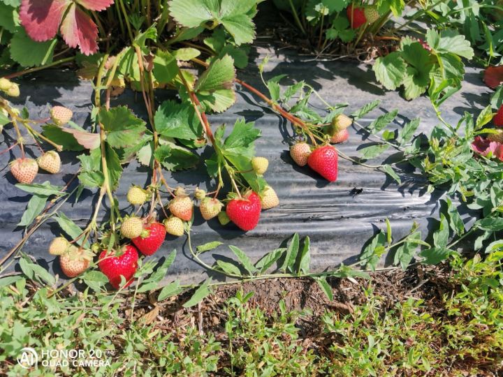 На полях фермера Давлетшина из Бик-Утеево созрела ягода