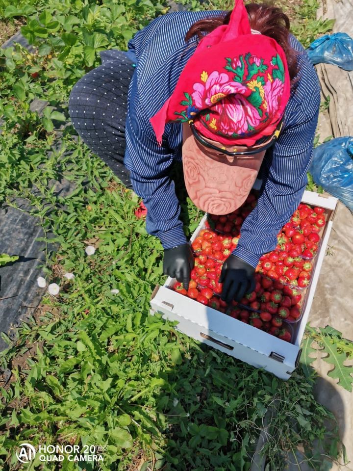 На полях фермера Давлетшина из Бик-Утеево созрела ягода