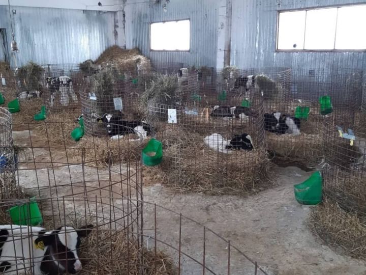 Ветеринары Буинского района призывают не допускать нарушений правил содержания сельскохозяйственных животных