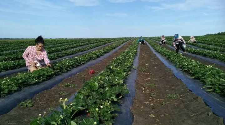 Буинские аграрии могут участвовать в конкурсах Минсельхоза РТ
