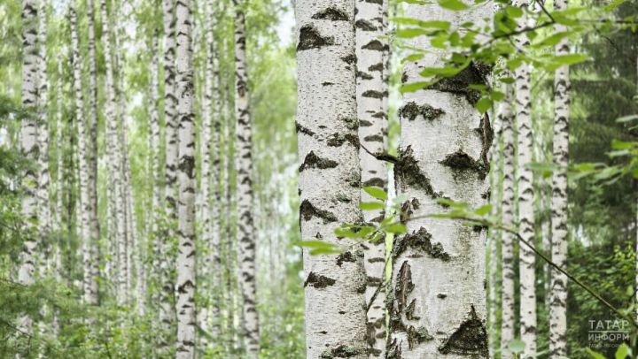 Татарстанда урманнарны янгынга каршы төзекләндерү тулысынча төгәлләнде