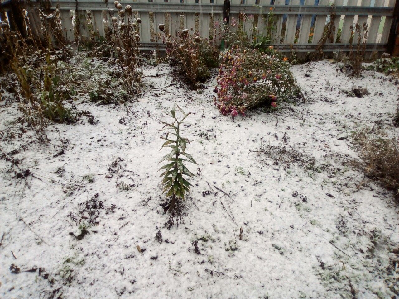 В Буинске выпал первый снег (ФОТО)