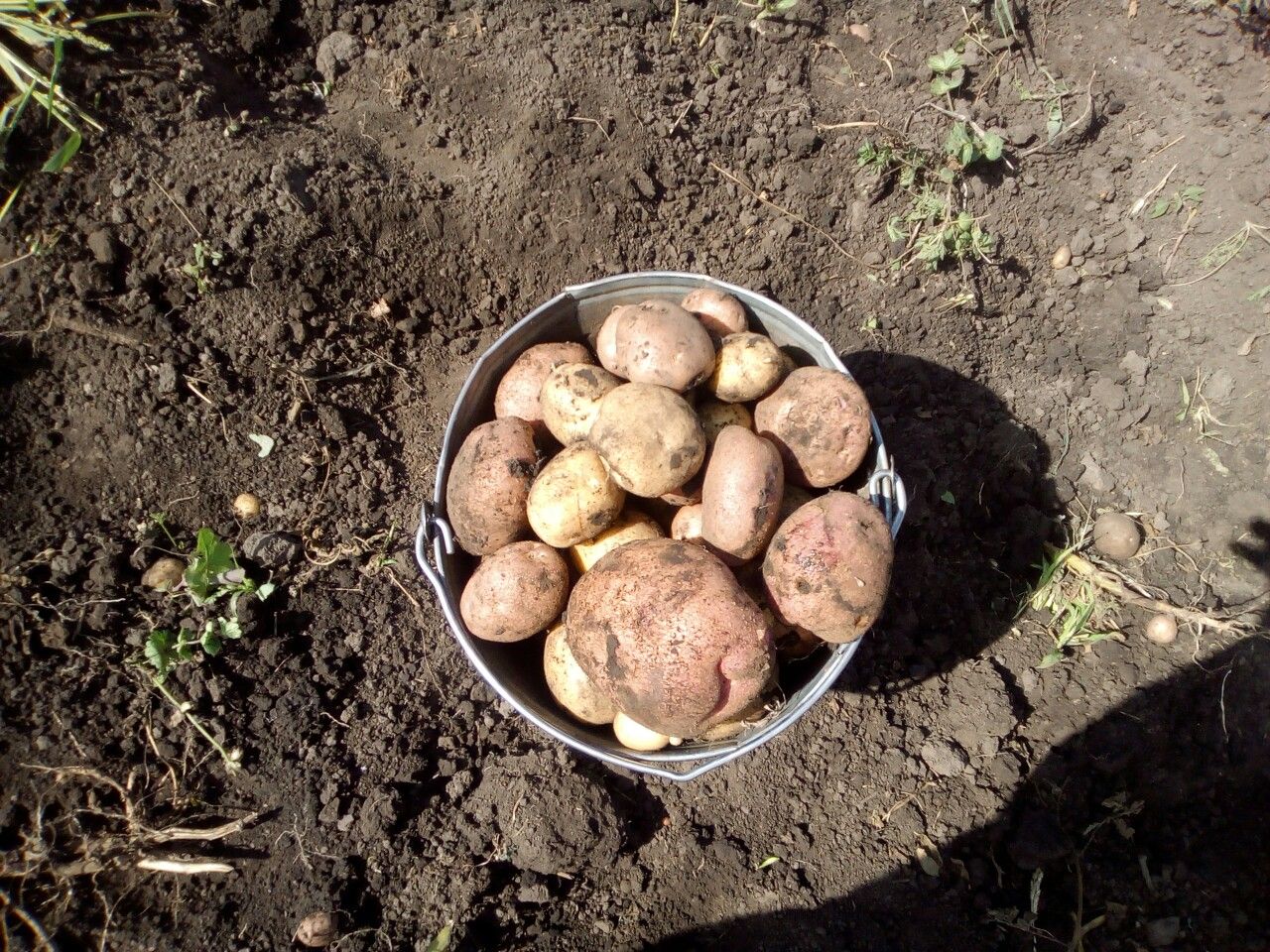 К чему снится сон сажать картошку. Копка картофеля. Выкопали картошку. Копание картофеля. Картофель в ведре.