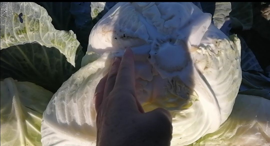 Самая вкусная сочная капуста растет в Буинске  фото видео