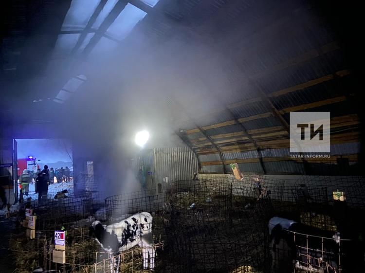 Из утреннего пожара на ферме в Буинском районе РТ спасли 15 телят