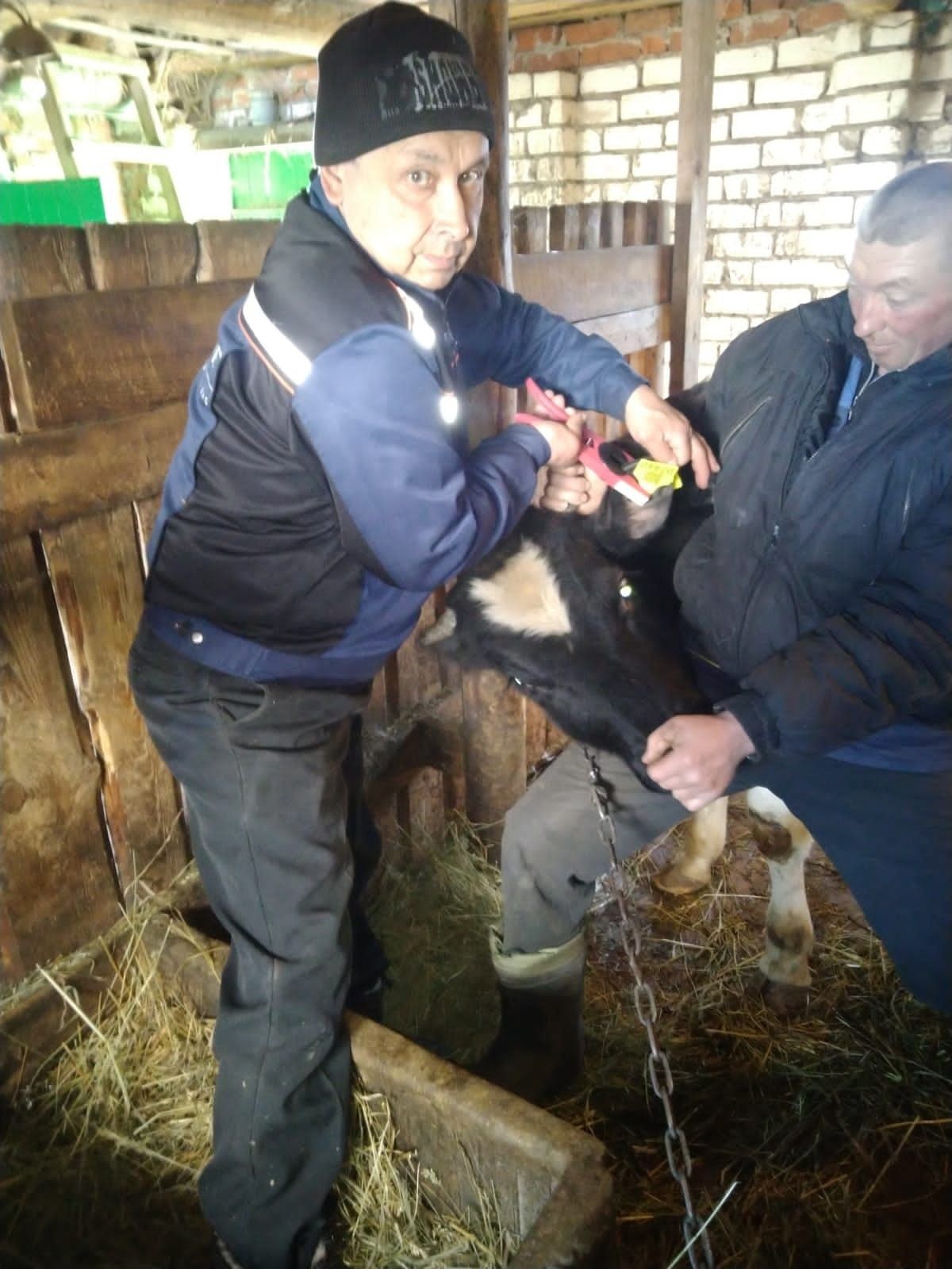 В Буинском районе стартовала массовая компания по биркованию КРС
