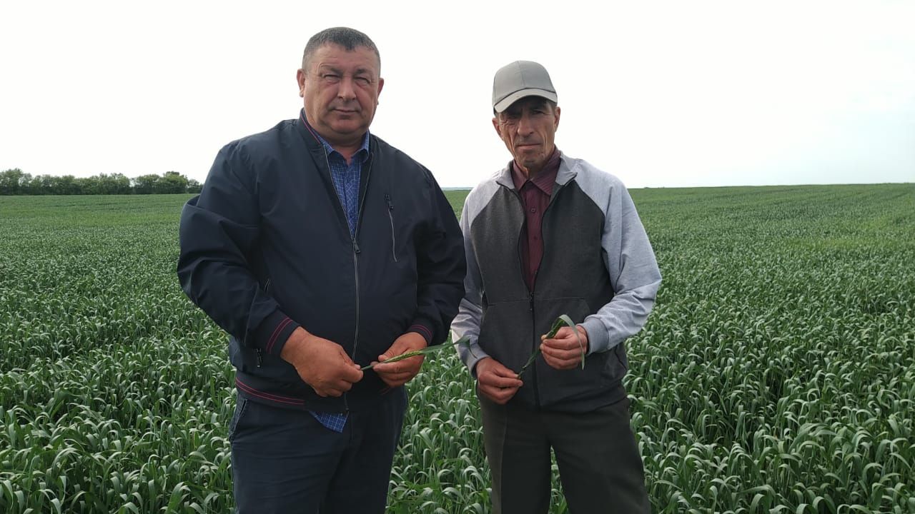 Буа районында кырларны кабул итү бара (фото)