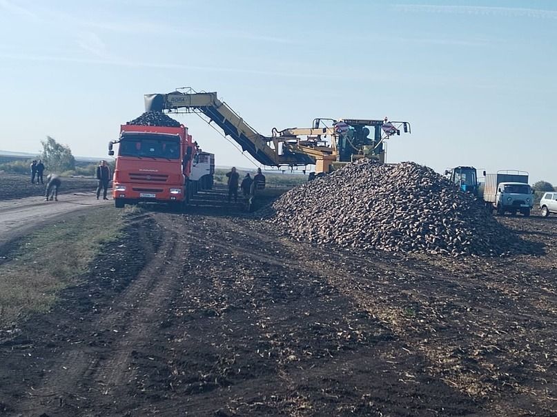 КФХ «Аллямова З.З.» в Буинском районе завершило уборку сахарной свеклы