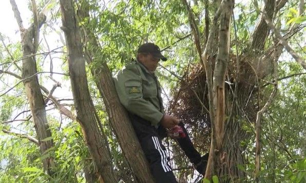 Выяснили, что случилось с птенцами ястреба возле с исчезнувшей деревни в Буинском районе