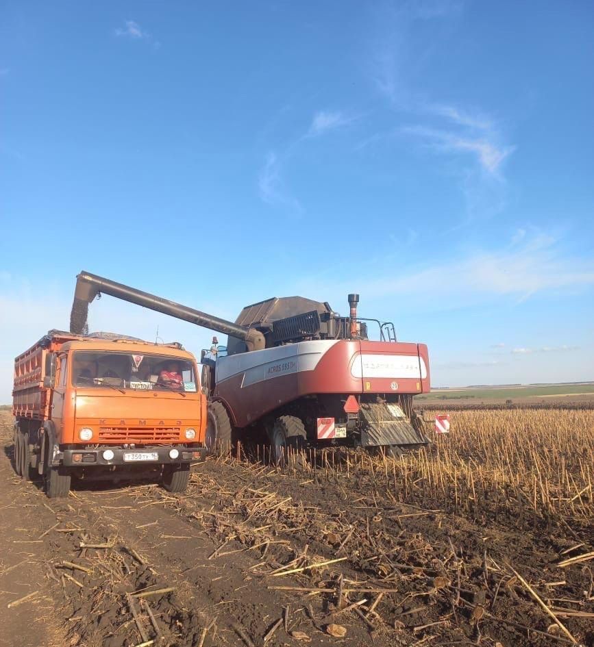 Хозяйства «Заря» и «Авангард» приступили к копке сахарной свеклы