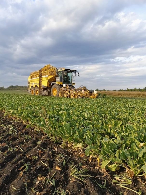 Хозяйства «Заря» и «Авангард» приступили к копке сахарной свеклы