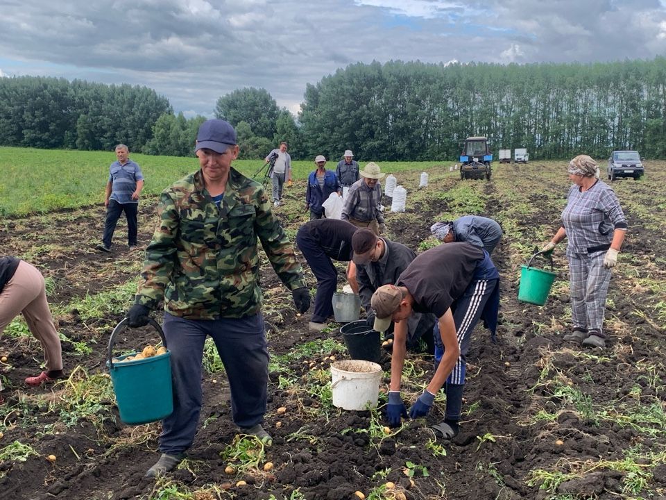 В деревне Аксу Буинского района начали копать картошку (+фото)