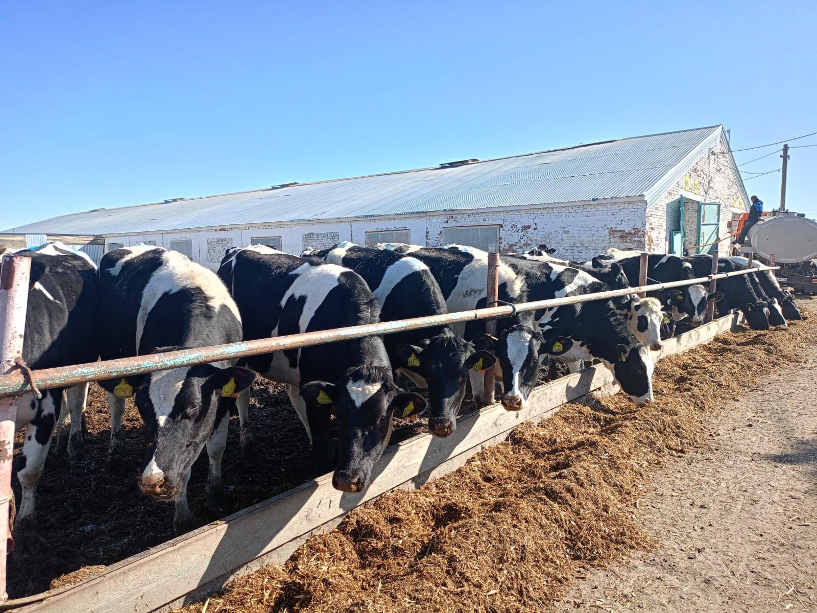 Буа районы фермаларына токымлы таналар кайтартылды