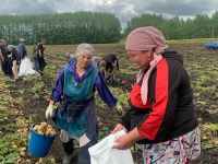 В деревне Аксу Буинского района начали копать картошку (+фото)