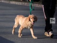 «Страшное горе!»: после гибели ребенка в Татарстане меняют правила контроля за собаками