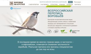 Будут считать воробьев. Буинцы, вы тоже можете принять участие