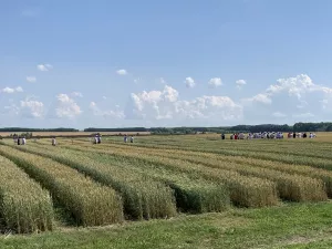 В Буинском районе из-за аномальных ливней приостановлена уборочная кампания