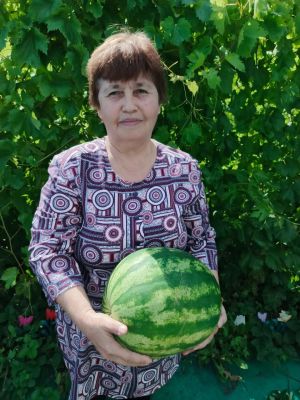 Ахметзяновы из Буинска делятся секретами выращивания арбузов даже в сезон с неблагоприятной погодой