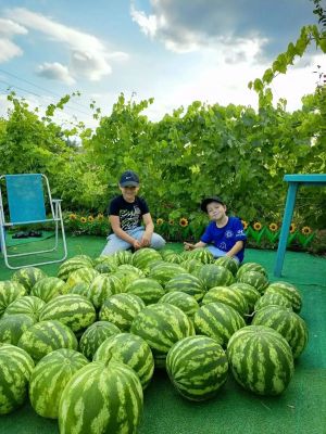 Первый урожай арбузов в семье Ахметзяновых из Буинска поспел еще в конце июля