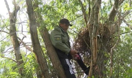 Выяснили, что случилось с птенцами ястреба возле с исчезнувшей деревни в Буинском районе