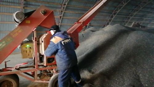 В Буинске комбайны вышли  в поле. В фермерских хозяйствах убирают подсолнух (фоторепортаж, видео)