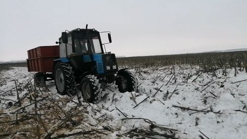В Буинске комбайны вышли  в поле. В фермерских хозяйствах убирают подсолнух (фоторепортаж, видео)
