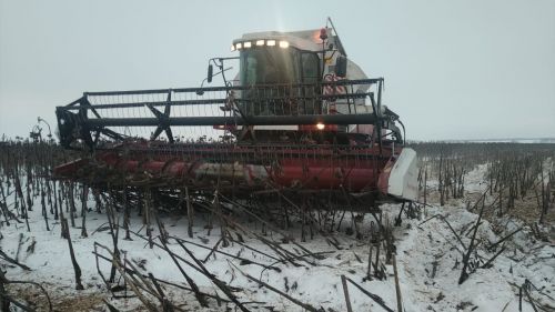 В Буинске комбайны вышли  в поле. В фермерских хозяйствах убирают подсолнух (фоторепортаж, видео)