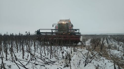 В Буинске комбайны вышли  в поле. В фермерских хозяйствах убирают подсолнух (фоторепортаж, видео)