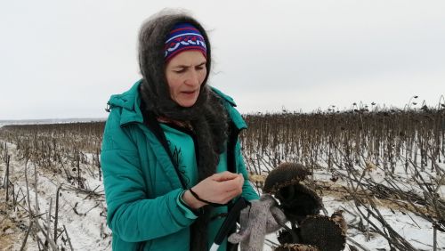 В Буинске комбайны вышли  в поле. В фермерских хозяйствах убирают подсолнух (фоторепортаж, видео)
