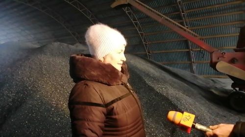 В Буинске комбайны вышли  в поле. В фермерских хозяйствах убирают подсолнух (фоторепортаж, видео)