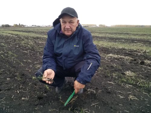 В Буинском районе плохо взошли озимые культуры, ситуации могут помочь последние дожди