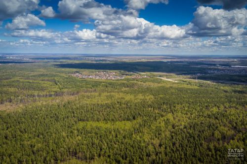 Минлесхоз Татарстана: На одного жителя республики приходится более 280 деревьев
