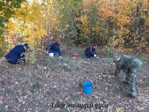 Специалисты Буинского лесхоза в числе лидеров по сбору семян