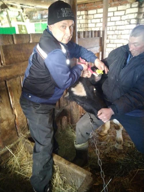 В Буинском районе стартовала массовая компания по биркованию КРС