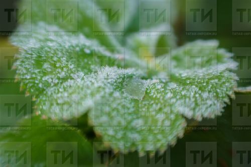 Буалыларга киңәш: бакчадагы яшелчә, җимешне кырау сукса, нишләргә?