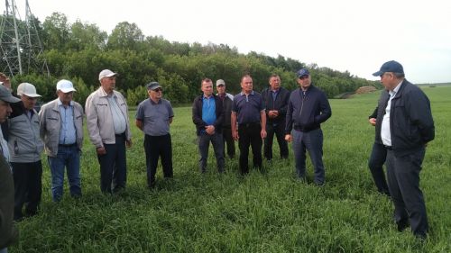 В Буинском районе продолжается приемка полей (ВИДЕО)